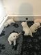 West Highland White Terrier-puppy's - 0 - Thumbnail