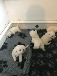 West Highland White Terrier-puppy's