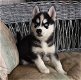 Leuke en gezonde husky's Puppies beschikbaar - 0 - Thumbnail