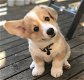 Pembrokeshire Corgi-puppy's - 0 - Thumbnail