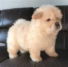 Chow Chow Cream Puppies