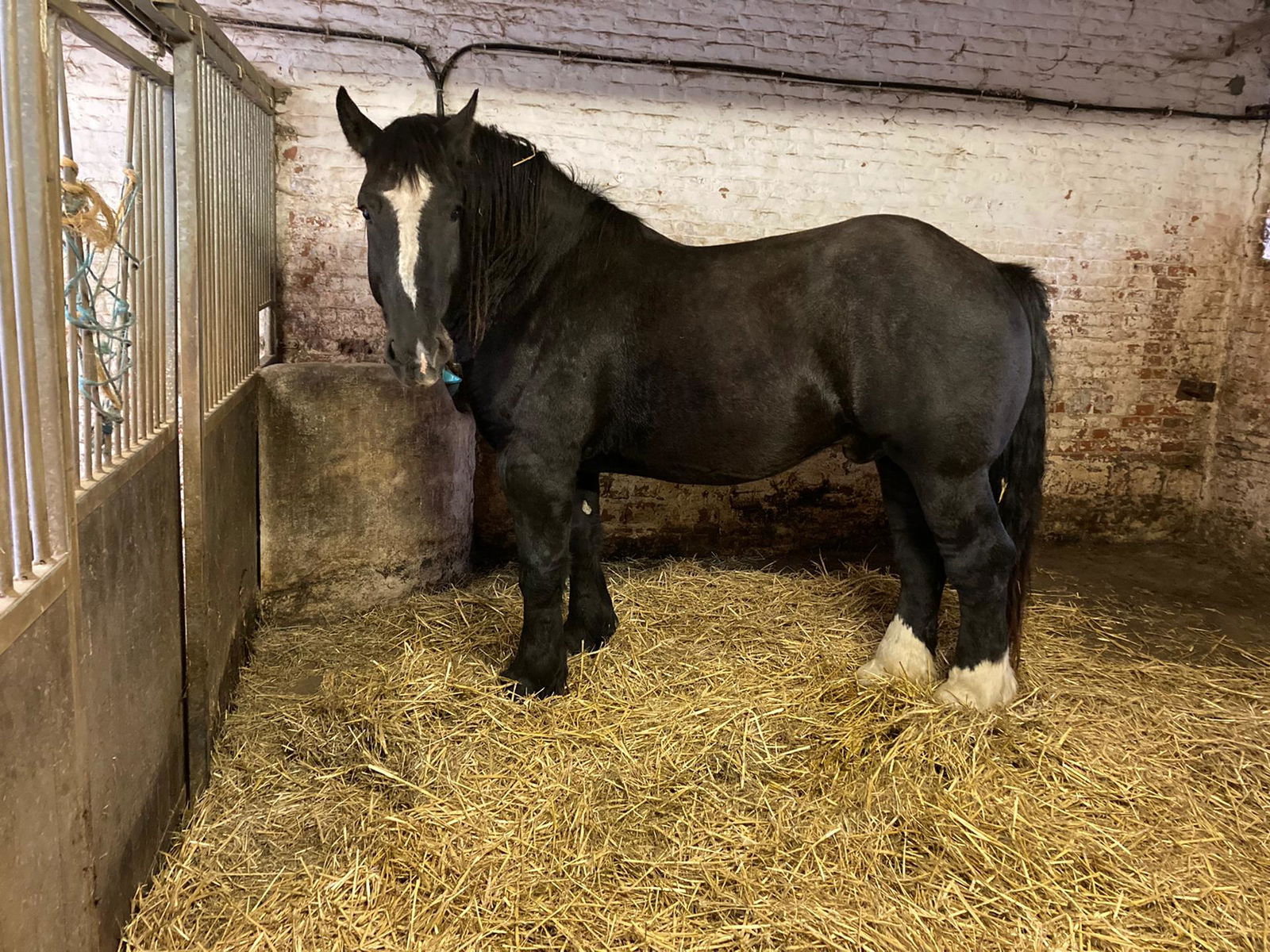 percheron trekpaard - nr. 1