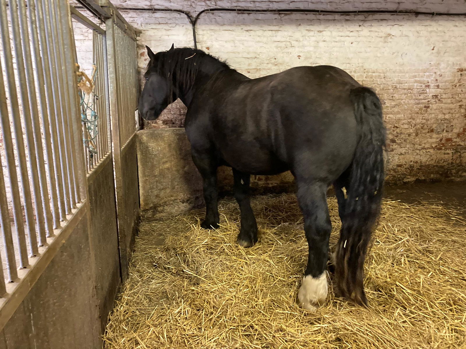 percheron trekpaard - Afbeelding 2