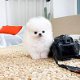 Pommeren puppy's - 0 - Thumbnail