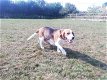 Mooie Beagles te koop - 1 - Thumbnail