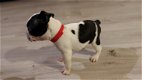 Stamboom Boston Terrier-puppy's - 0 - Thumbnail