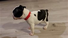 Stamboom Boston Terrier-puppy's