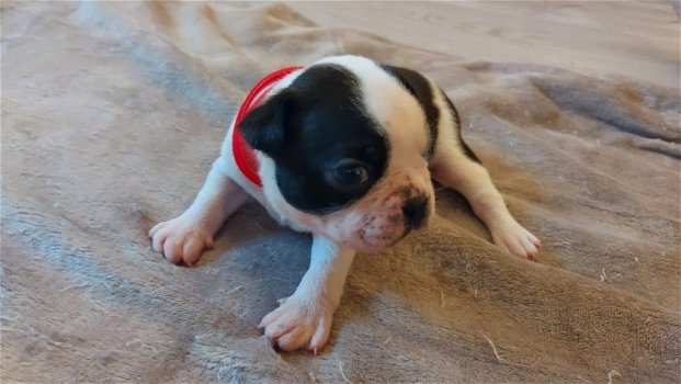 Stamboom Boston Terrier-puppy's - 1