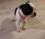 Stamboom Boston Terrier-puppy's - 2 - Thumbnail