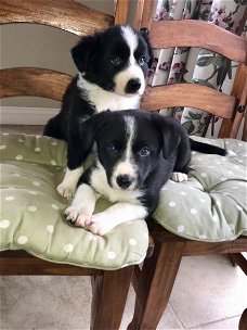 Border Collie-puppy's