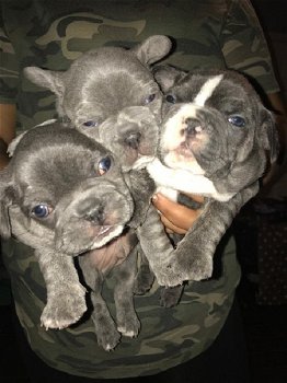 Franse Bulldog-puppy's te koop - 0