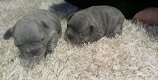 Franse Bulldog-puppy's te koop - 1 - Thumbnail