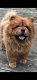 Verbluffende Chow Chow Blue Tongues - 0 - Thumbnail