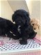 Mooie F1 Cockapoo-puppy's - 0 - Thumbnail