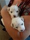 Bichon Fries-puppy's - 1 - Thumbnail