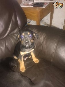 Cane Corso Cross Pups