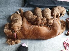 Geregistreerde Cavalier King Charles