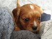 Geregistreerde Cavalier King Charles - 1 - Thumbnail