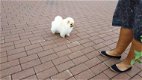 Pommeren puppy's - 1 - Thumbnail