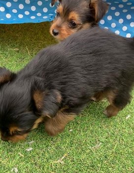 Verbluffende Yorkshire Terrier-puppy's - 0