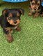 Verbluffende Yorkshire Terrier-puppy's - 1 - Thumbnail