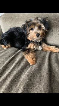 Verbluffende Yorkshire Terrier-puppy's - 2