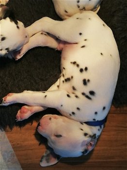 Dalmatische puppy's - 0