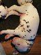 Dalmatische puppy's - 0 - Thumbnail