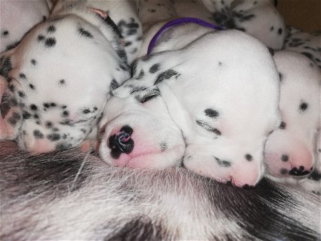 Dalmatische puppy's - 1