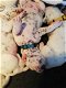 Dalmatische puppy's - 2 - Thumbnail