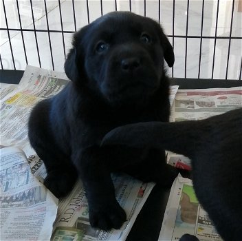 Zwarte Labrador retriever-puppy's - 0