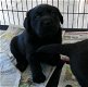 Zwarte Labrador retriever-puppy's - 0 - Thumbnail