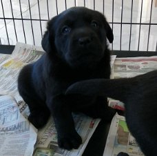Zwarte Labrador retriever-puppy's