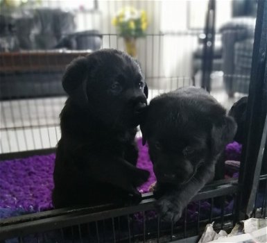 Zwarte Labrador retriever-puppy's - 1