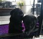 Zwarte Labrador retriever-puppy's - 1 - Thumbnail