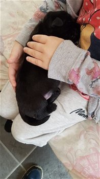 Zwarte Labrador retriever-puppy's - 2