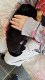 Zwarte Labrador retriever-puppy's - 2 - Thumbnail