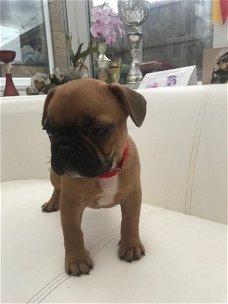 Franse Bulldog-puppy's te koop