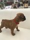 Franse Bulldog-puppy's te koop - 1 - Thumbnail