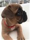Franse Bulldog-puppy's te koop - 2 - Thumbnail