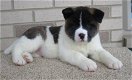 Mooie Amerikaanse Akita Puppies - 0 - Thumbnail