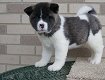 Mooie Amerikaanse Akita Puppies - 1 - Thumbnail