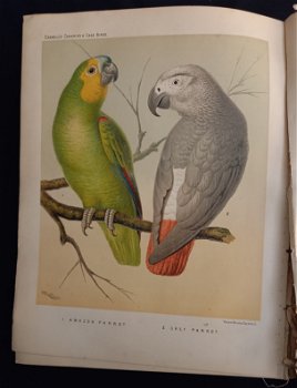 Illustrated Book of Canaries and Cage-brids [1877?] Blakston - 5