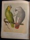Illustrated Book of Canaries and Cage-brids [1877?] Blakston - 5 - Thumbnail
