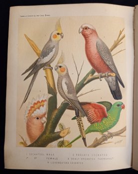 Illustrated Book of Canaries and Cage-brids [1877?] Blakston - 6
