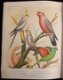 Illustrated Book of Canaries and Cage-brids [1877?] Blakston - 6 - Thumbnail