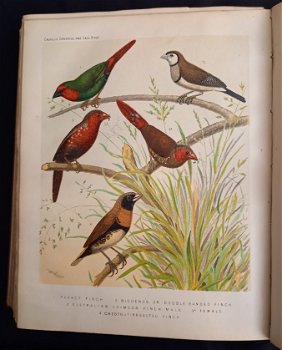 Illustrated Book of Canaries and Cage-brids [1877?] Blakston - 7