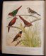 Illustrated Book of Canaries and Cage-brids [1877?] Blakston - 7 - Thumbnail