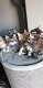 prachtige Maine-Coon kittens - 0 - Thumbnail