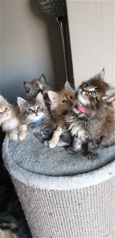 prachtige Maine-Coon kittens